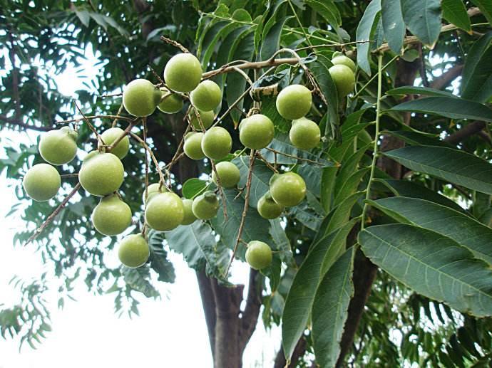 在路上捡到如图植物果实,里面种子呈圆黑色,质地较硬,请问这个是什么