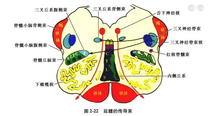 延髓解剖位置图片