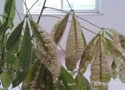 发财树有哪些常见的病虫害?