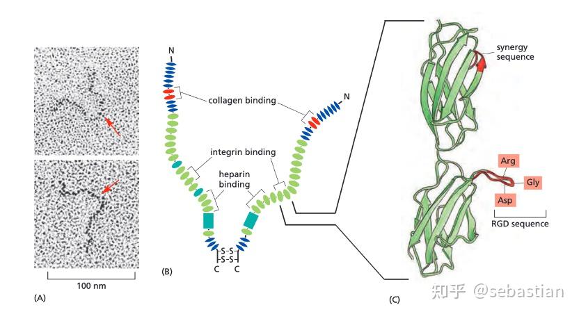 搬运The Cell细胞外基质和细胞连接 - 知乎