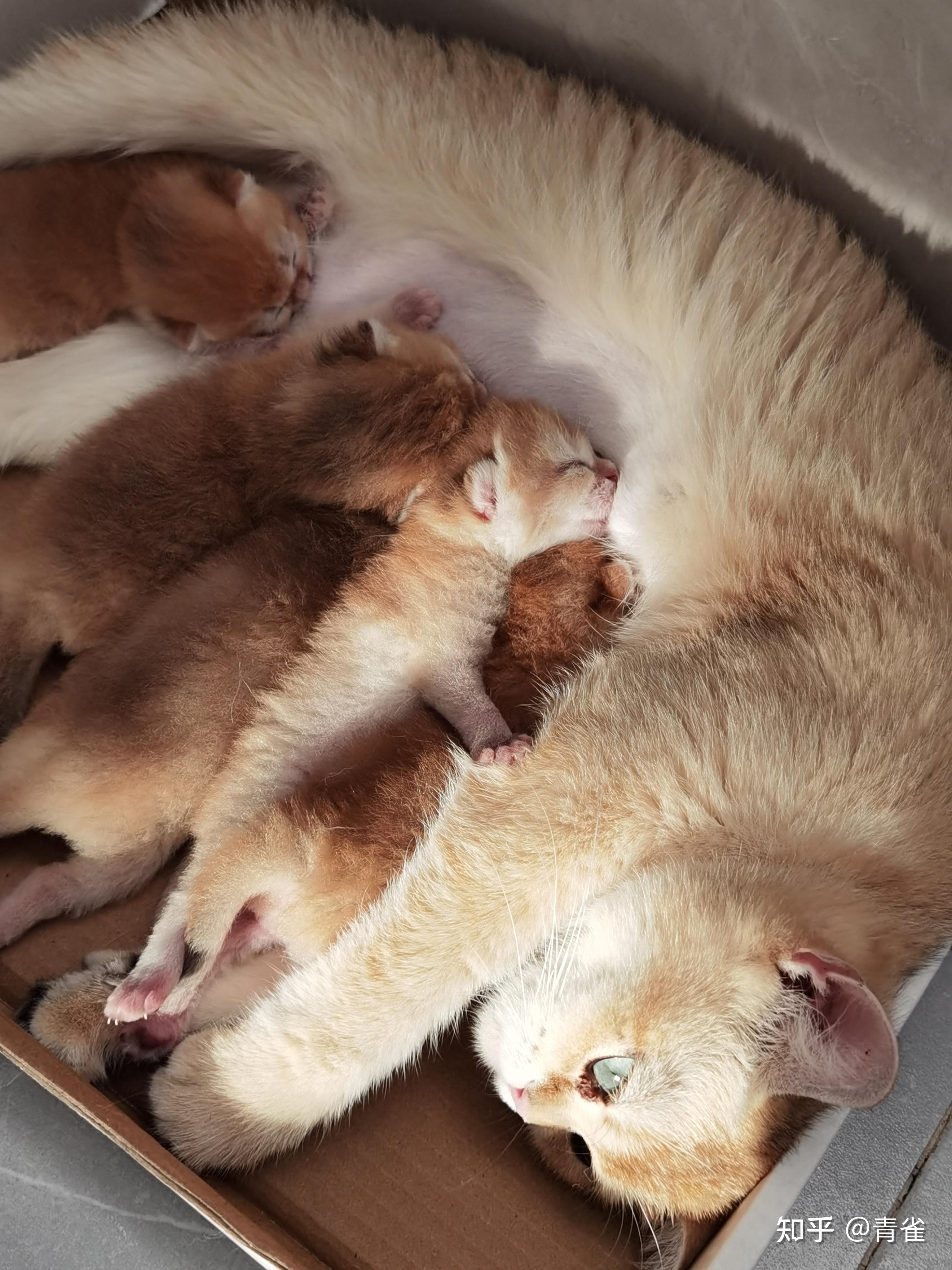 幼猫期间最佳的猫粮是哪款? - 知乎