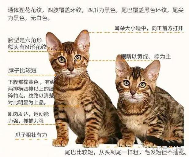 你知道在国外中国的狸花猫有多受欢迎吗? - 知乎