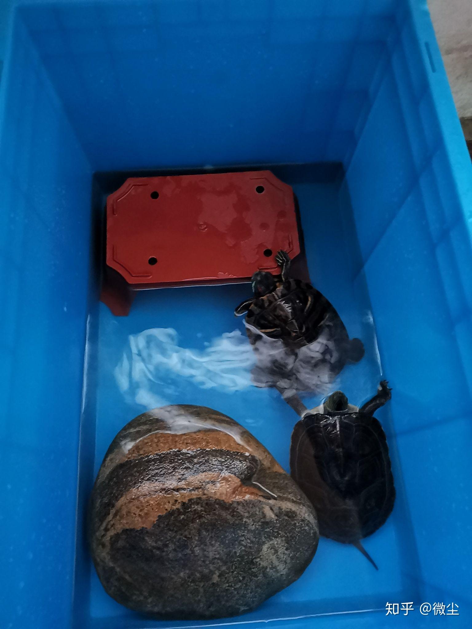 养龟晒台弄个什么样的比较好,在宿舍养? - 知乎