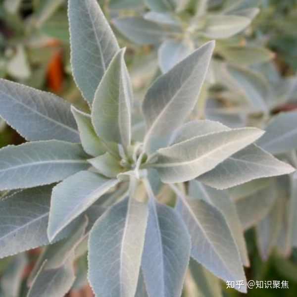 被神化的白鼠尾草真实用途——药用价值 - 知乎
