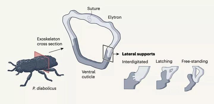 为什么动物进化不出皮甲？