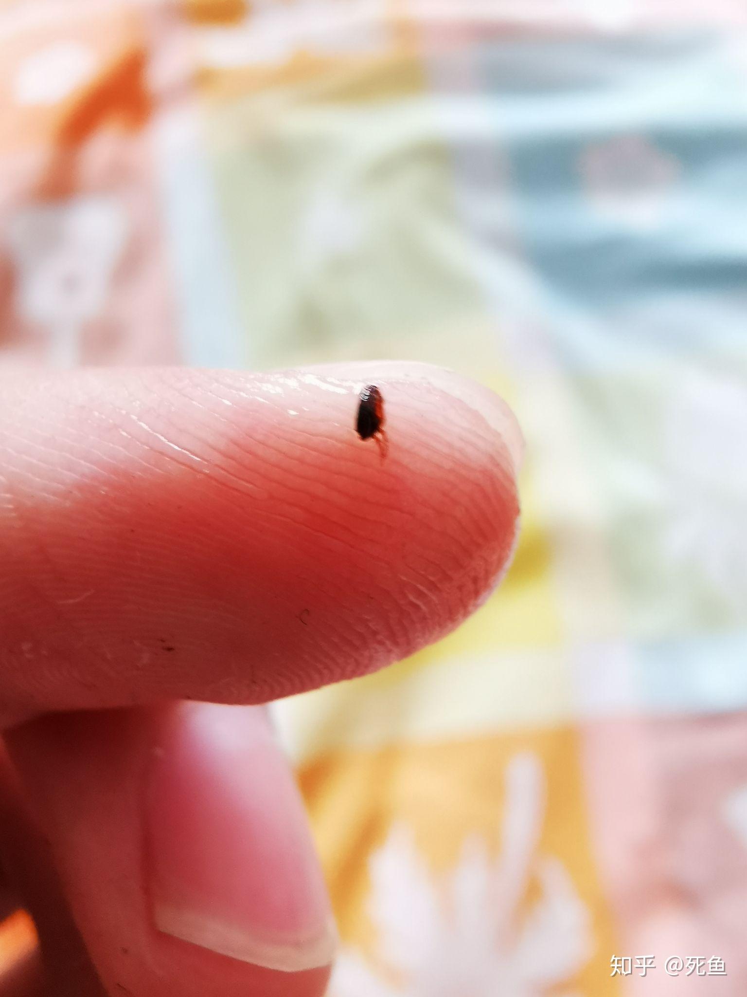 昨天在外面捡到了一只小流浪猫,给洗澡的时候发现身上有小虫子,该怎么
