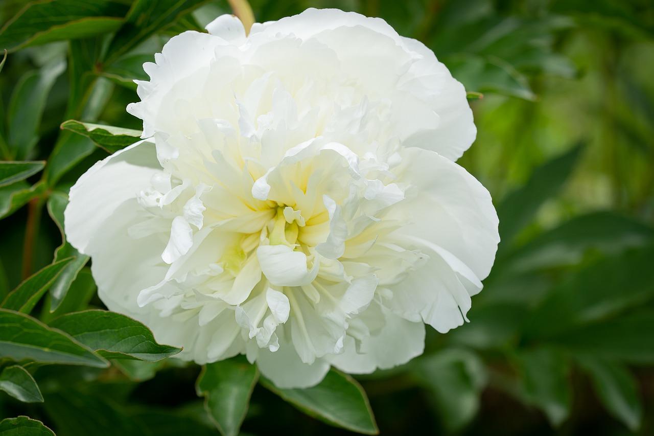 3. 牡丹马赛克行情