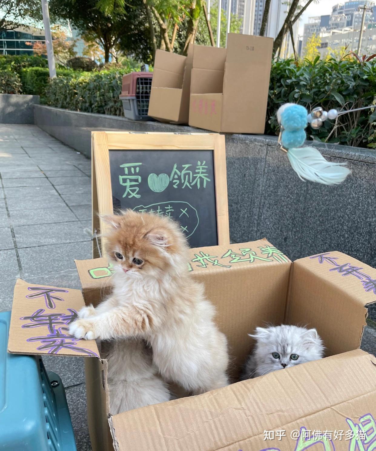 到底在哪里买猫靠谱 - 知乎
