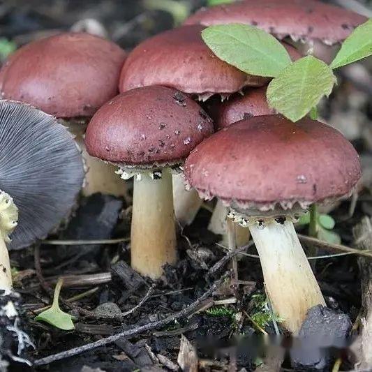 【真菌界全系列-38】伞菌目—球盖菇科 - 知乎