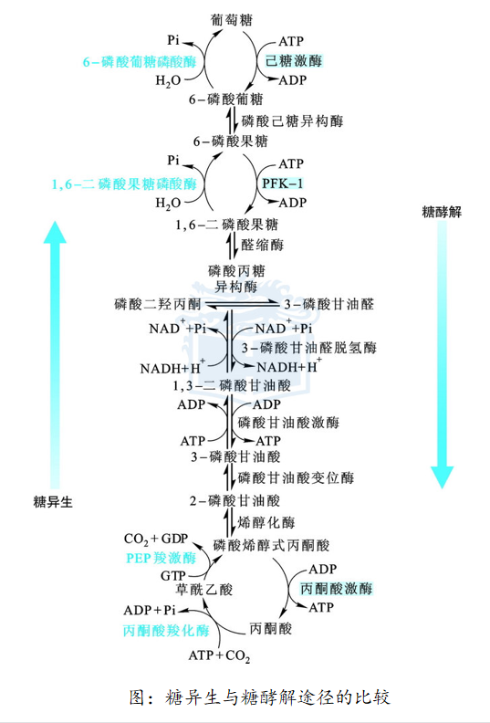 糖酵解和糖异生有什么异同