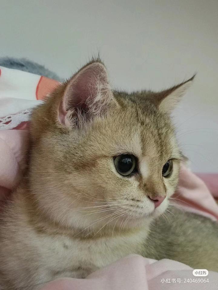 新手养幼猫——0-6个月小奶猫喂养指南来啦! - 知乎