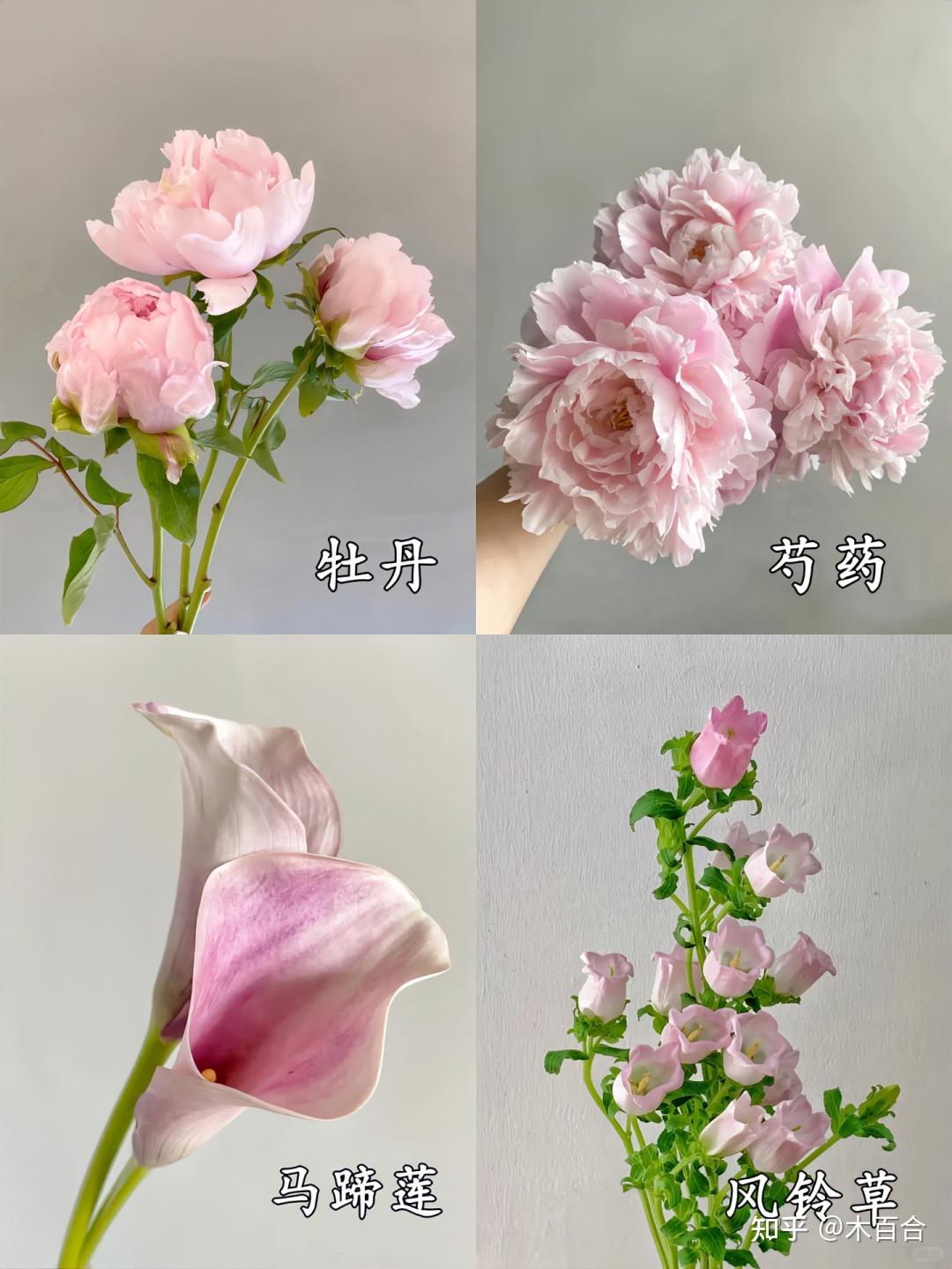 精选36种应季花材,帮你解决选花困难症! - 知乎