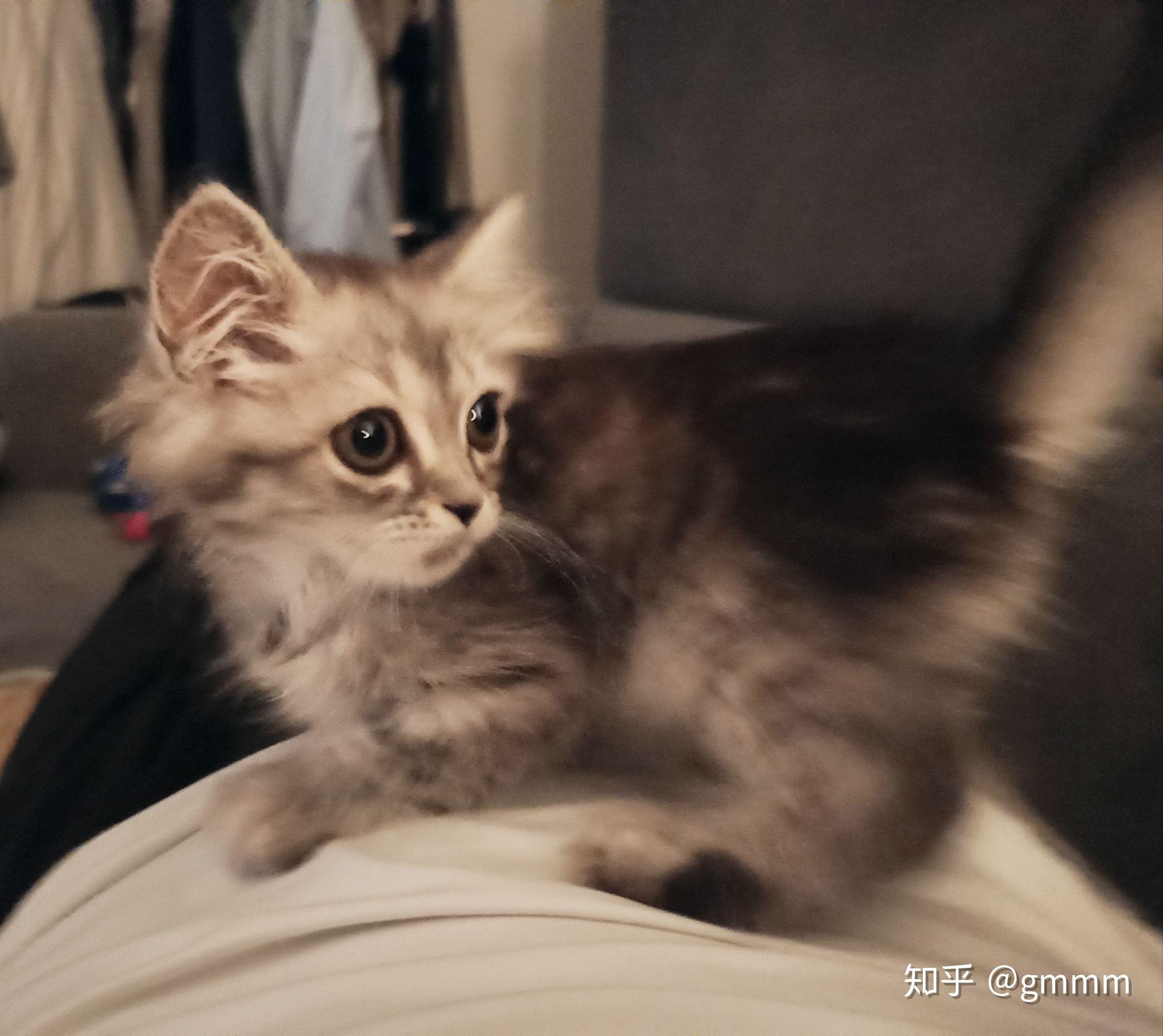 能不能给我看一下美短和金吉拉的串是什么样子的呀? - 知乎