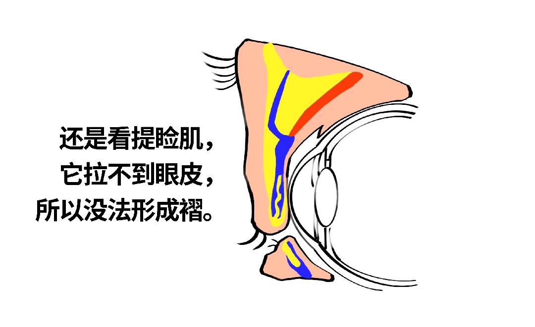 丹凤眼、桃花眼、杏仁眼…30秒自测眼型 - 知乎