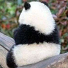 青凌