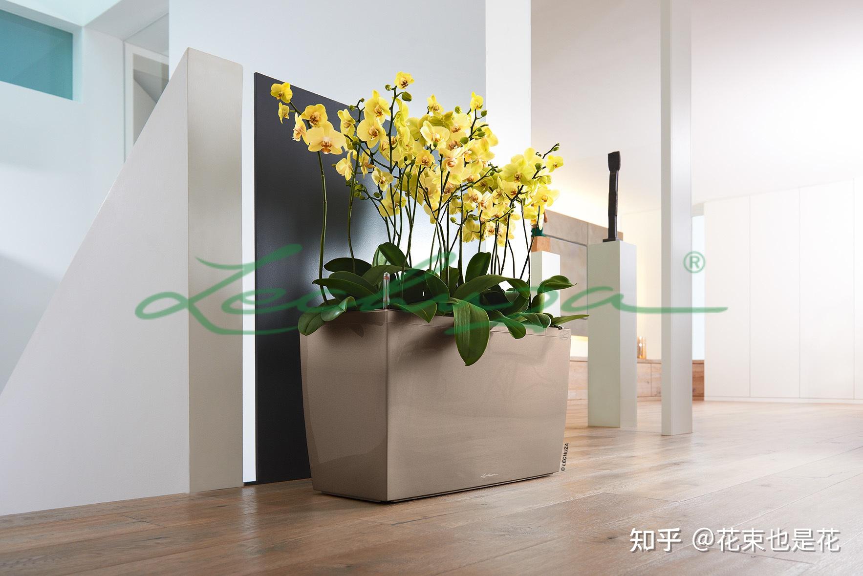 酒店绿植花卉租摆方案 - 知乎