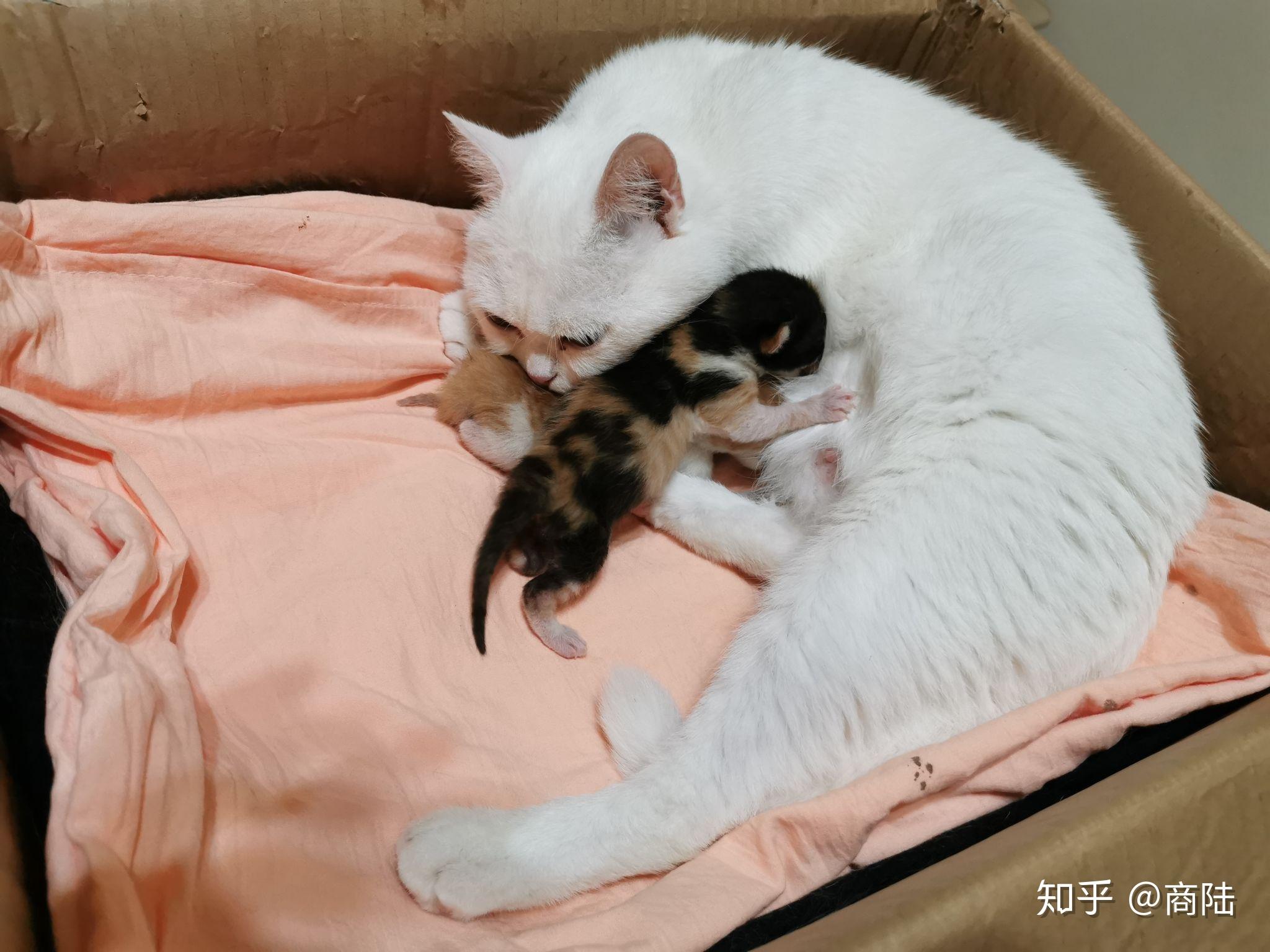 母猫怀孕了之后会比平时喜欢叫吗