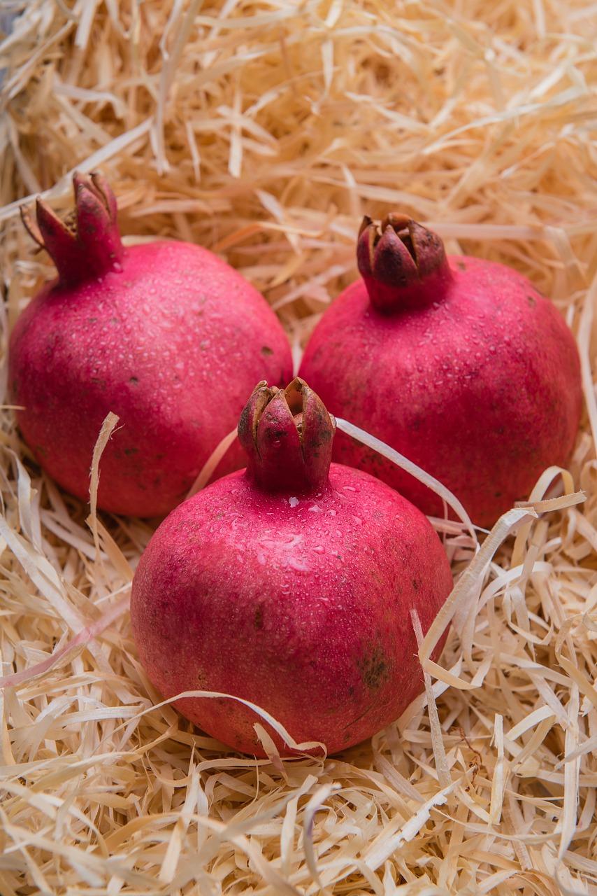 火龙果籽什么季节种