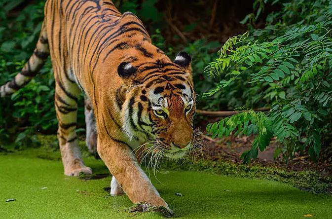 请问有没有一张绿色的有老虎的壁纸? - 知乎