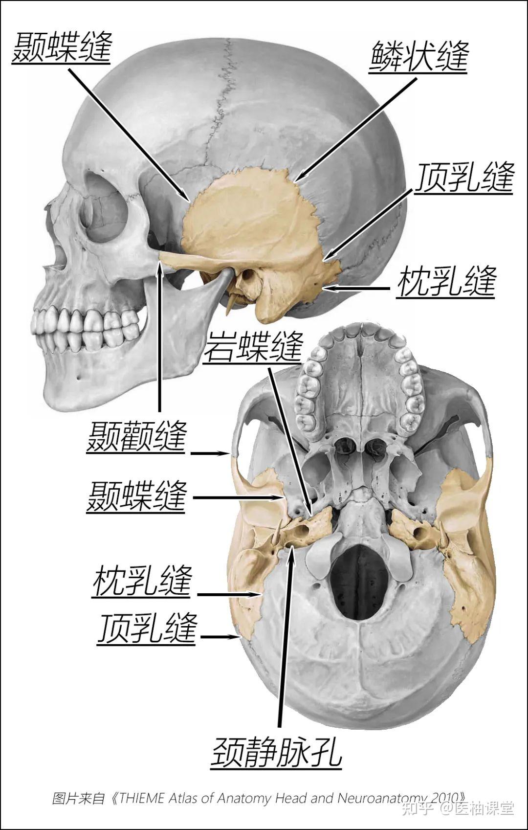 颌面部骨骼结构图解 - 知乎