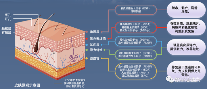 干细胞外泌体:延缓衰老