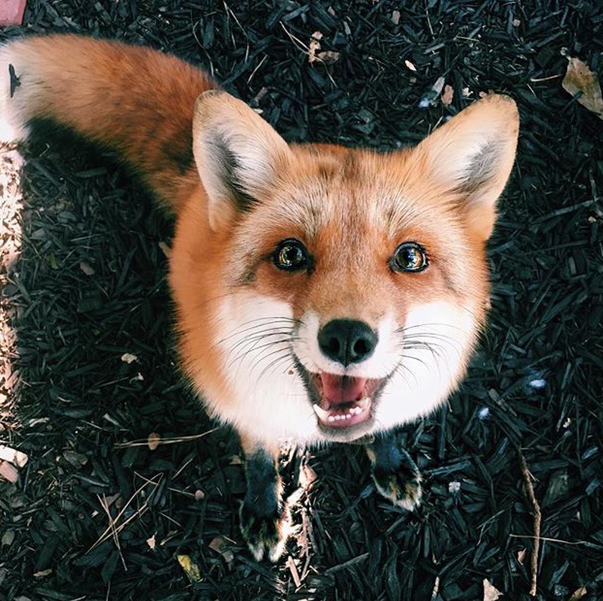 你见过哪些萌萌的小动物(没错,我就是看图来的)?