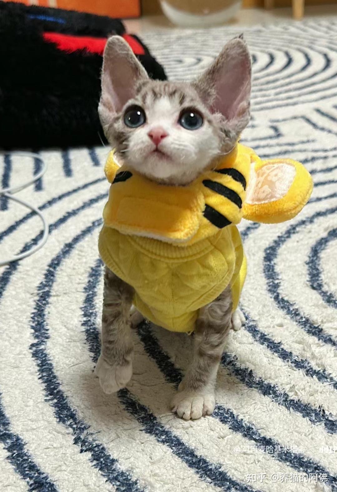 德文卷毛猫到底好不好养?为什么那么多人喜欢德文猫? - 知乎