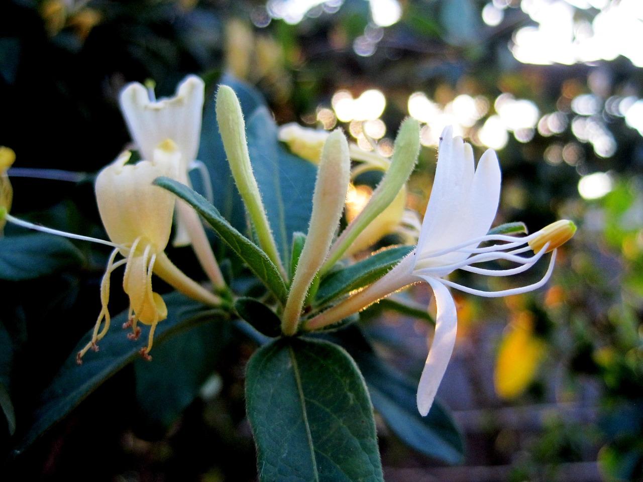 5. 金银花盒装价格