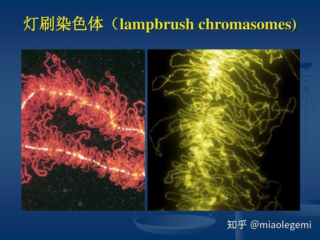 灯刷染色体,为什么起这样的一个名字,灯刷是什么东东? - 知乎