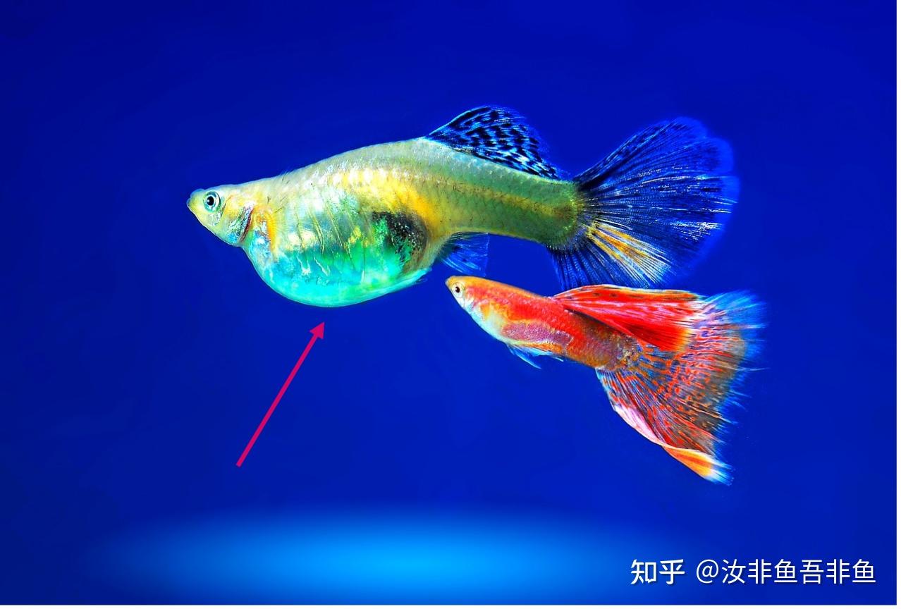 我家的孔雀鱼这样是怀孕了吗