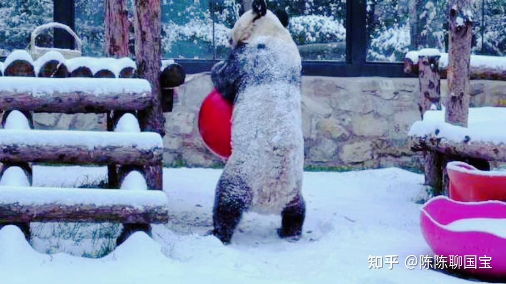 熊猫丫丫回国后现状究竟如何了? - 知乎