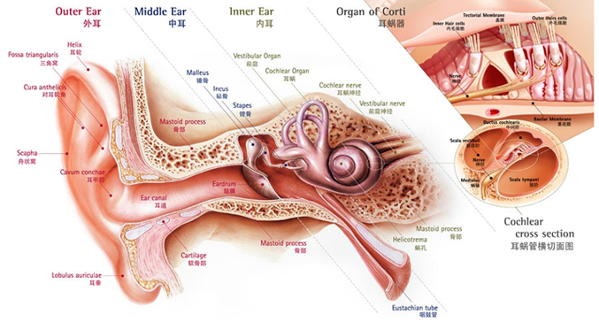耳部结构图解大全高清图片