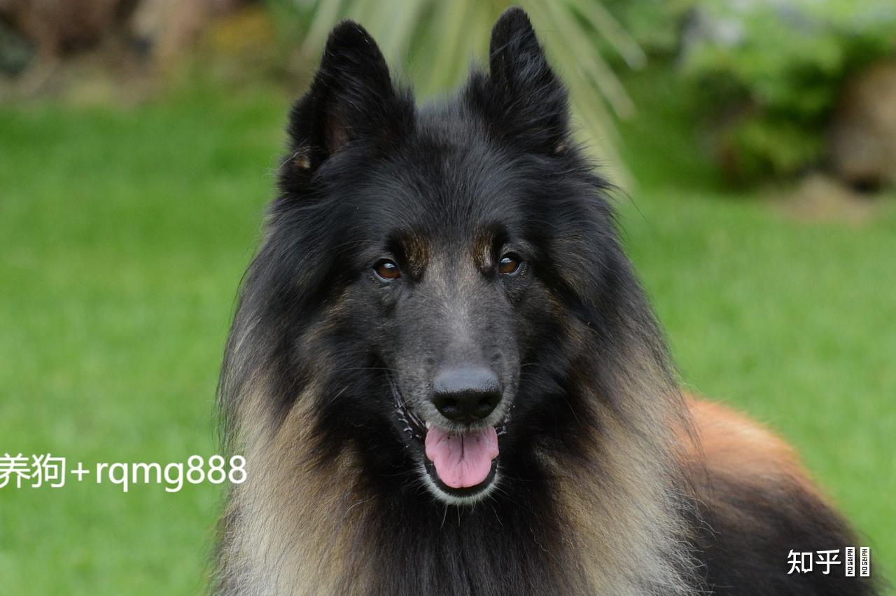 你的比利时格罗安达牧羊犬是多少钱买的,如何购入的? - 知乎