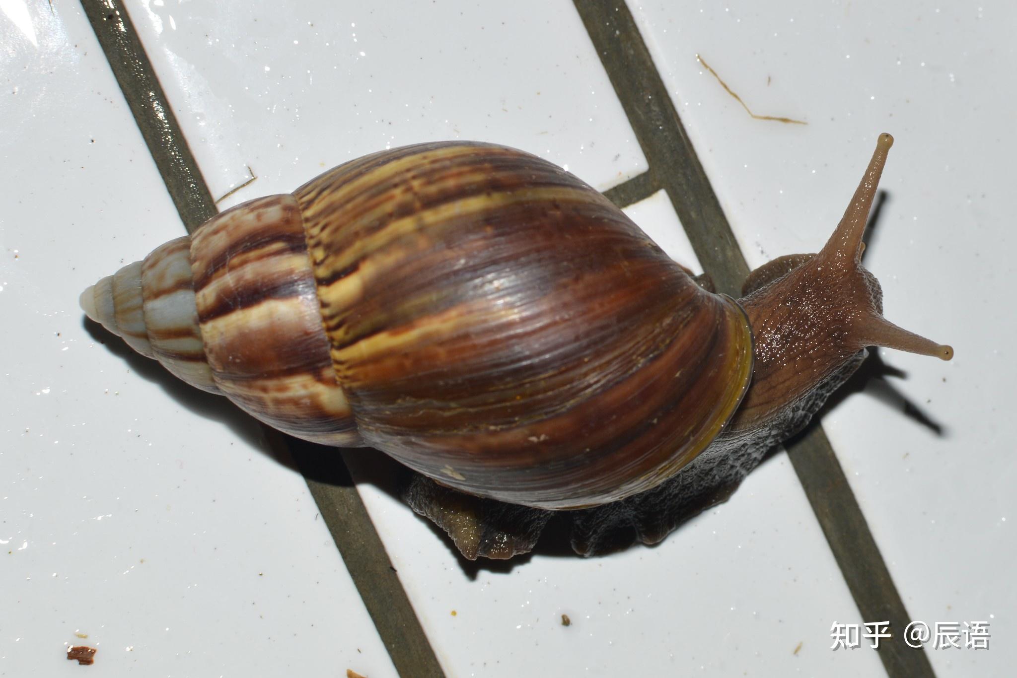 白玉蜗牛身体发青图片