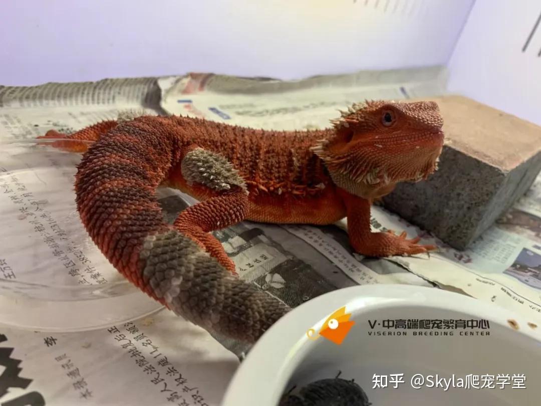 过大过小的活饵对鬃狮蜥有何影响？ - 知乎