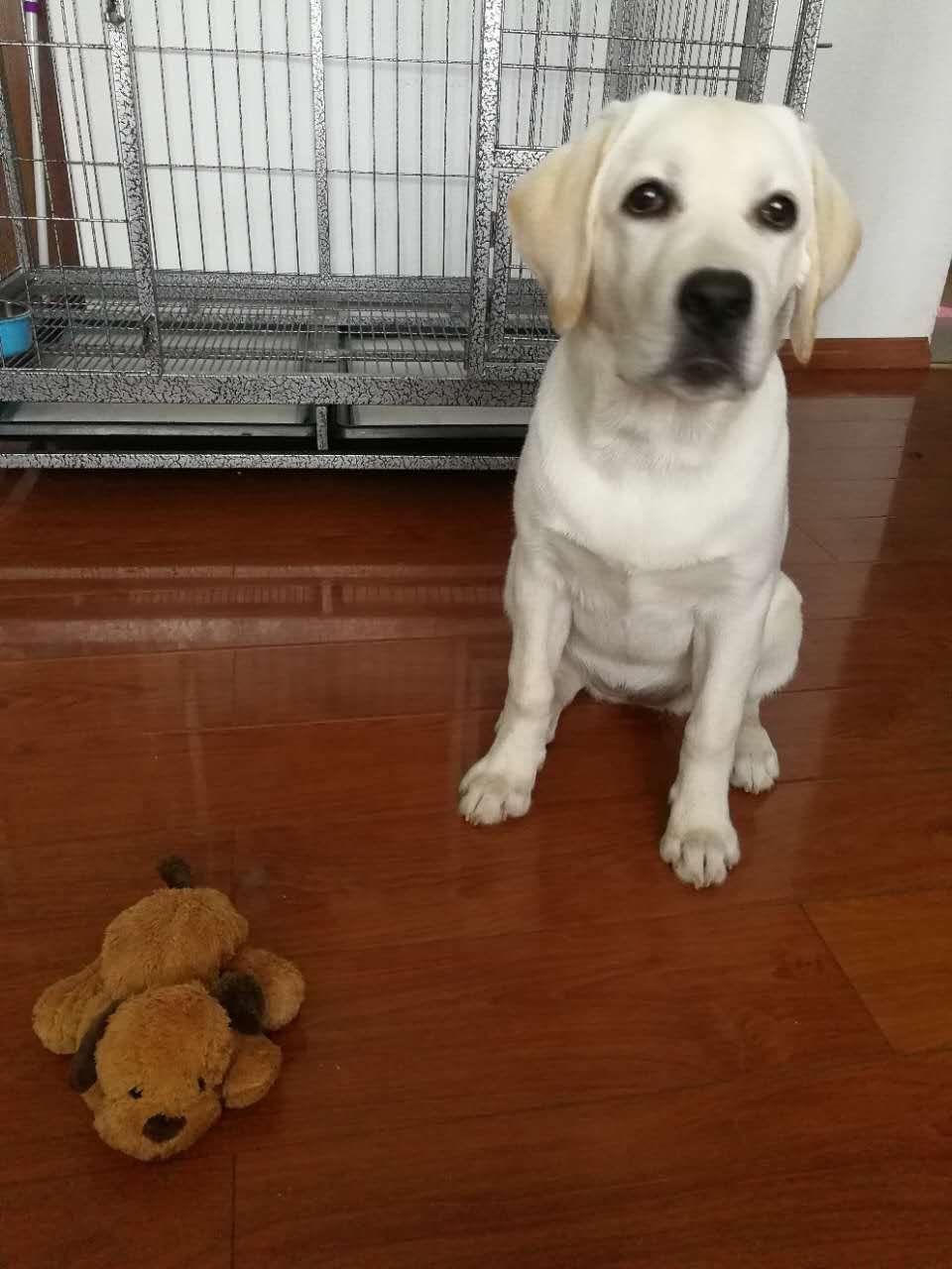 两个多月大的拉布拉多怎么训练它?怎么教它上厕所?