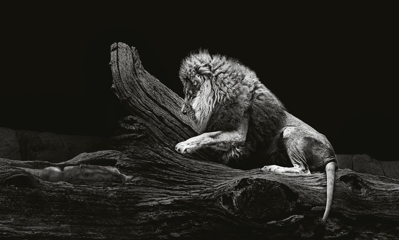 熊猫的栖息地探索