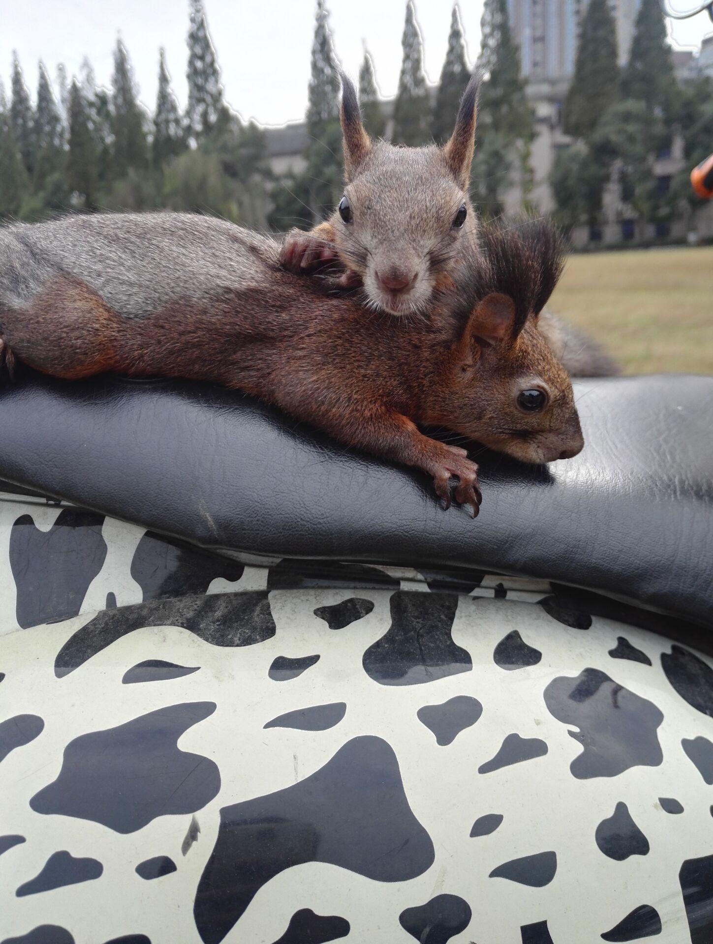 你有没有被动物秀了一脸恩爱? - 知乎