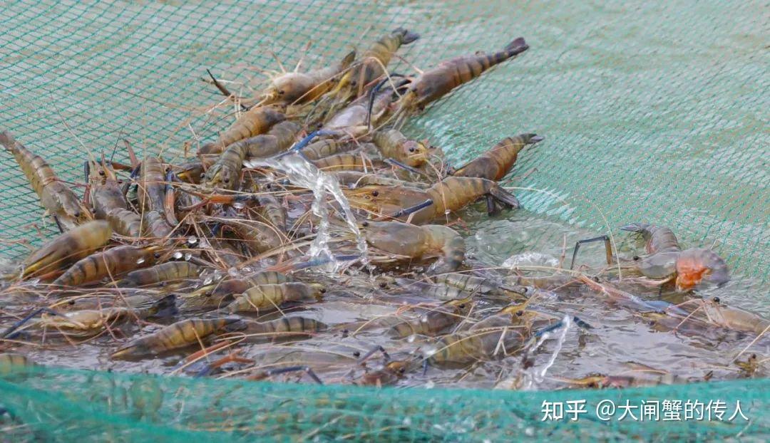 罗氏沼虾产业发展现状及主要问题 - 知乎