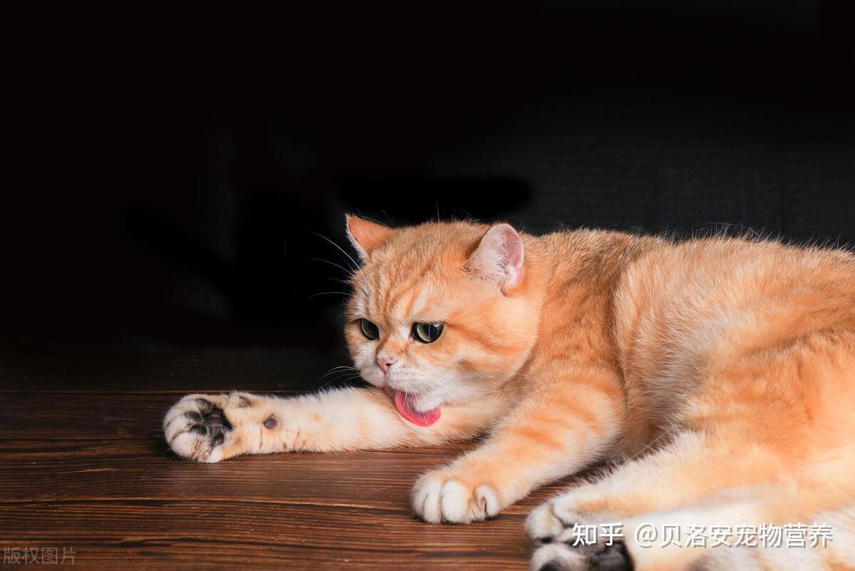 一天睡18个小时，猫咪为何睡觉时间这么长？ - 知乎