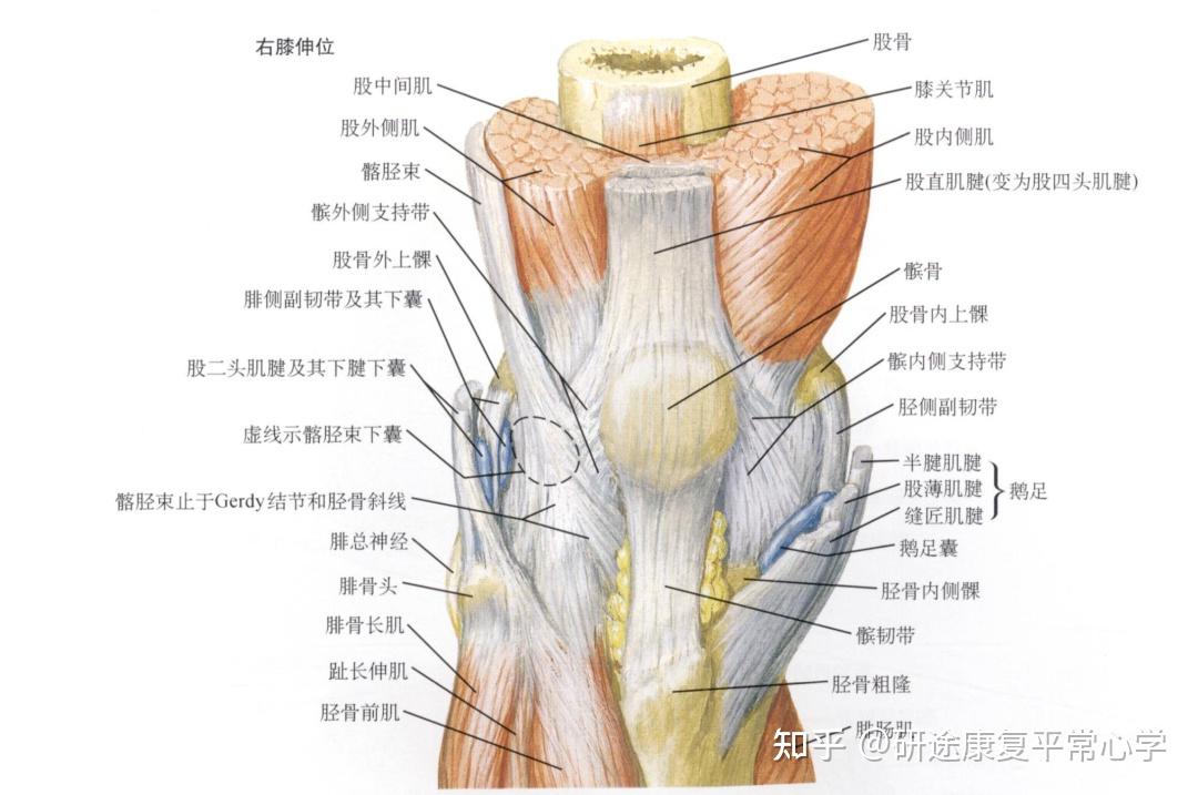 膝盖肌肉结构图解剖图图片