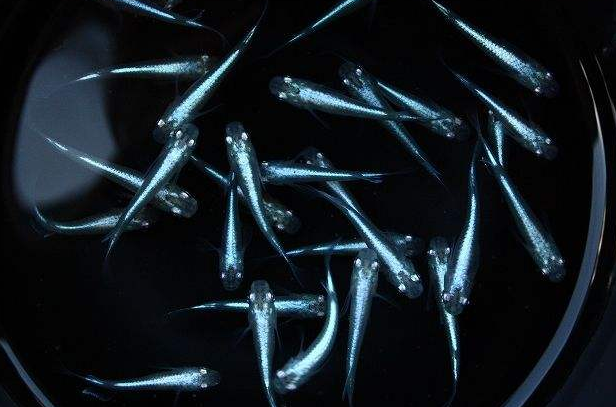 养观赏鱼每天该喂多少?喂几次比较好?给大家个养鱼的标准答案 - 知乎