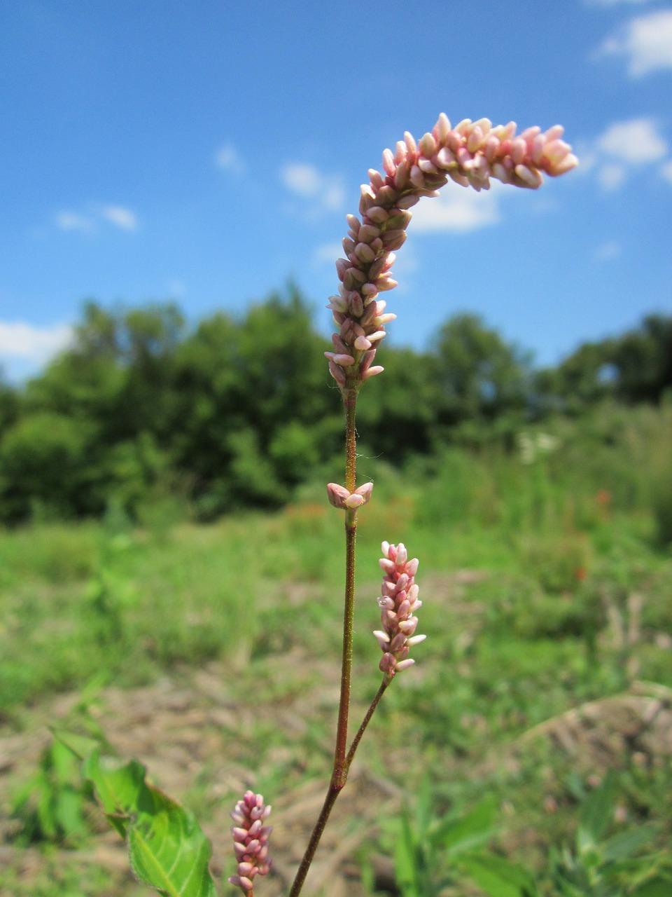 5. 墨兰环境调整