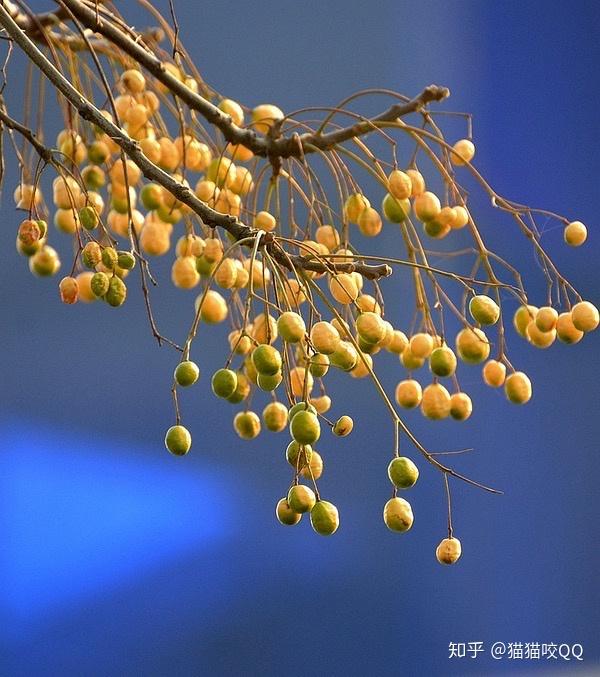 请问有谁知道我们老家四川的苦李子的学名叫什么