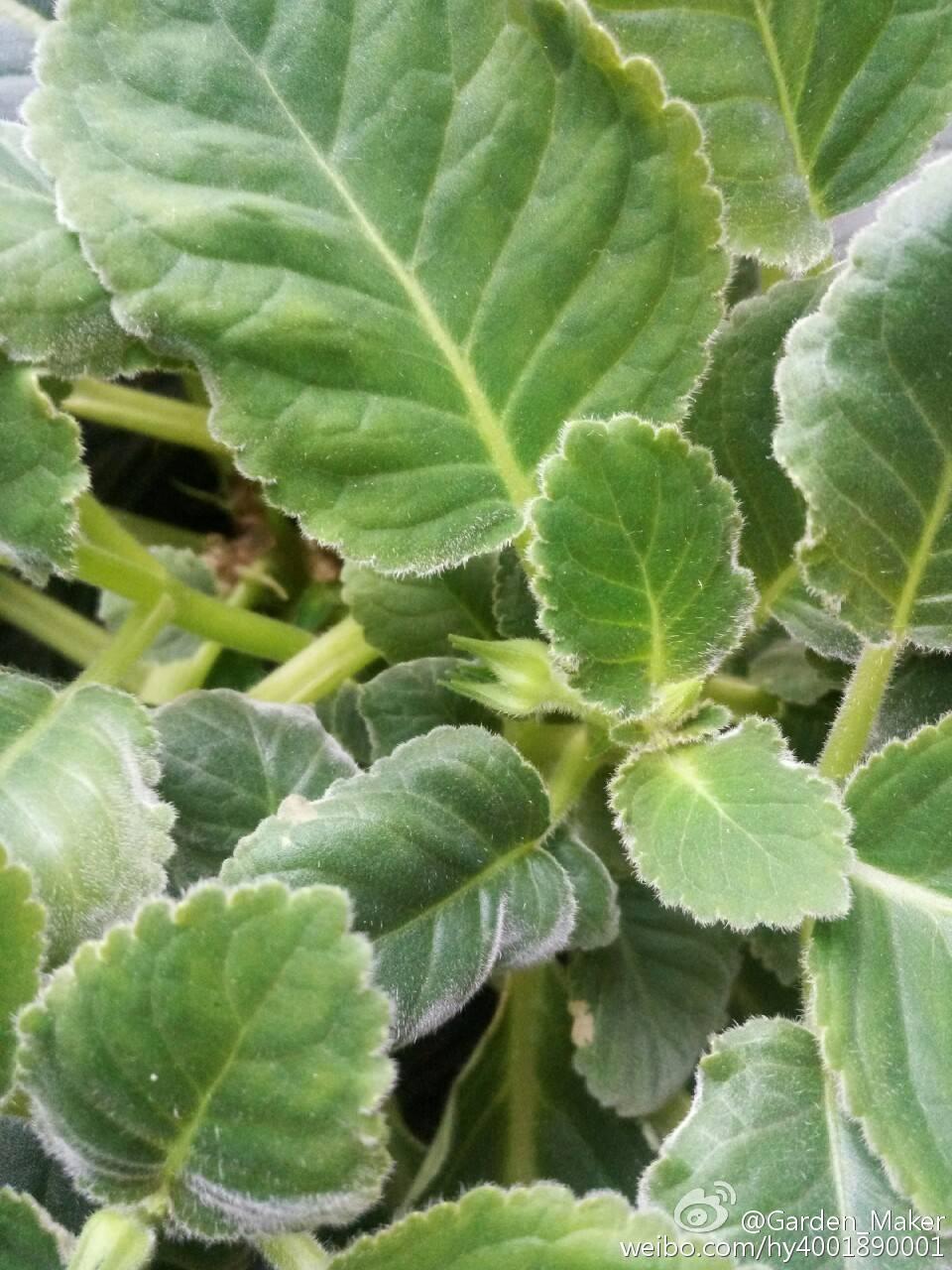 大岩桐为什么叫落雪泥? - 知乎