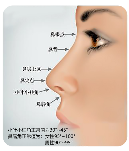 完美的鼻子和鼻唇角脱不了干系!那什么是鼻唇角? - 知乎