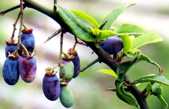 天津尚美实验室 | 探究敏感肌良药——青刺果