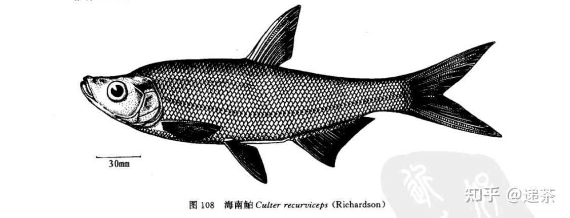 翘嘴鱼和白条鱼有哪些区别?