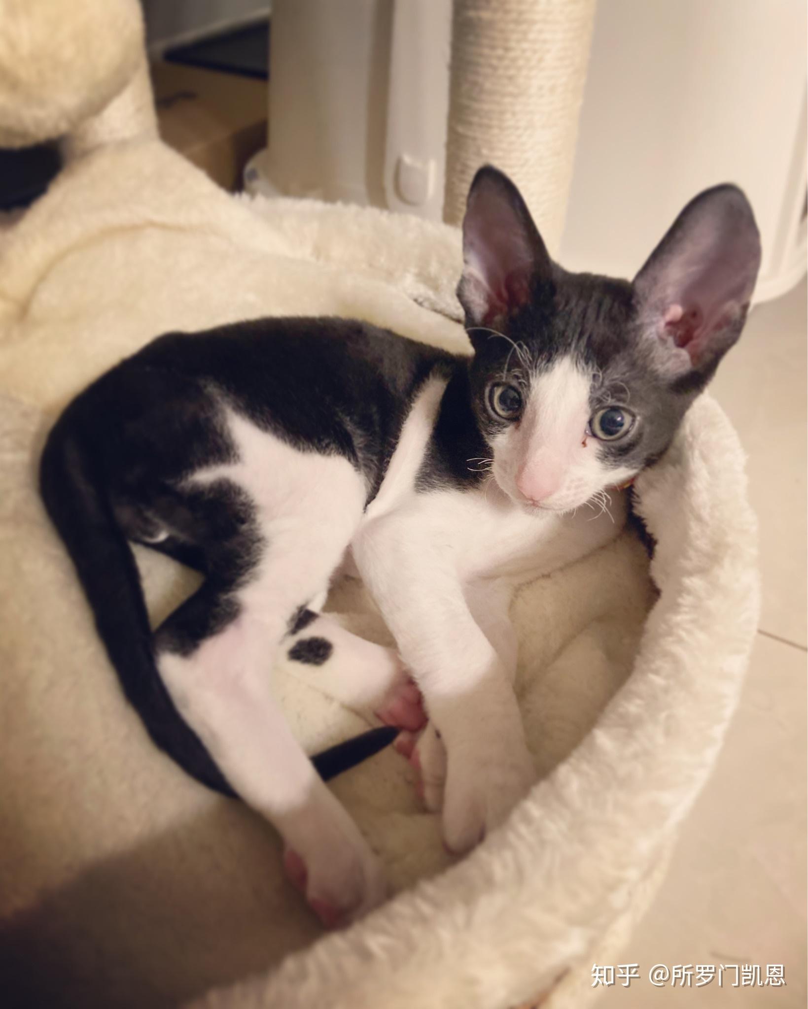 如何养柯尼斯卷毛猫