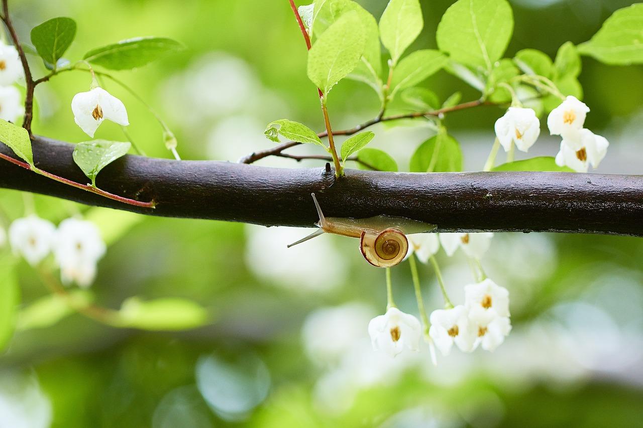 3. 定期修剪枝叶